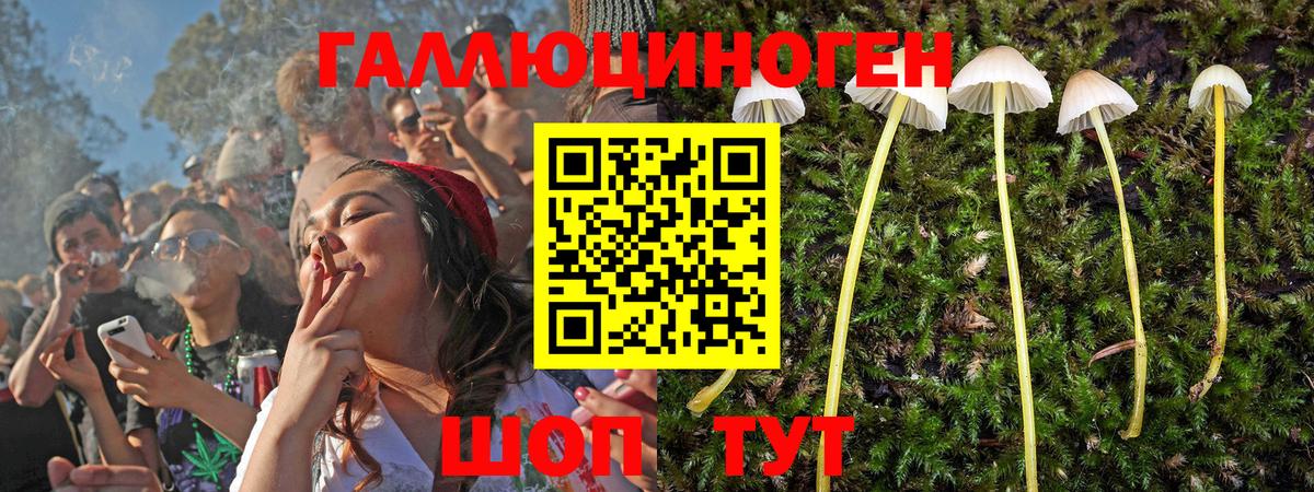 Псилоцибиновые грибы Psilocybe Кисловодск